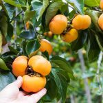 When and Methods to Fertilize Persimmons