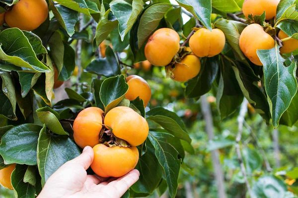 When and Methods to Fertilize Persimmons