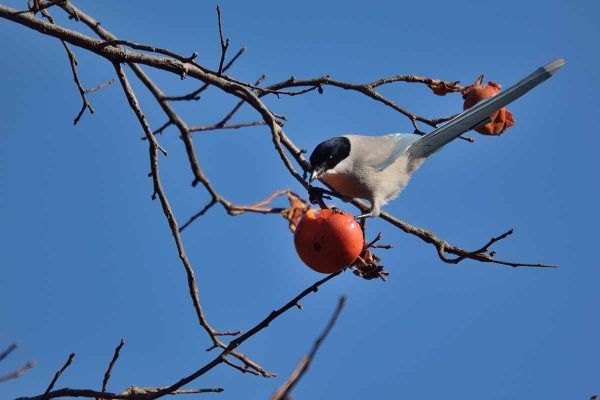 Determine and Management 15 Persimmon Pests