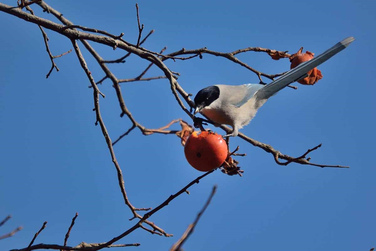 Determine and Management 15 Persimmon Pests