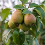 The right way to Establish and Deal with Pear Scab