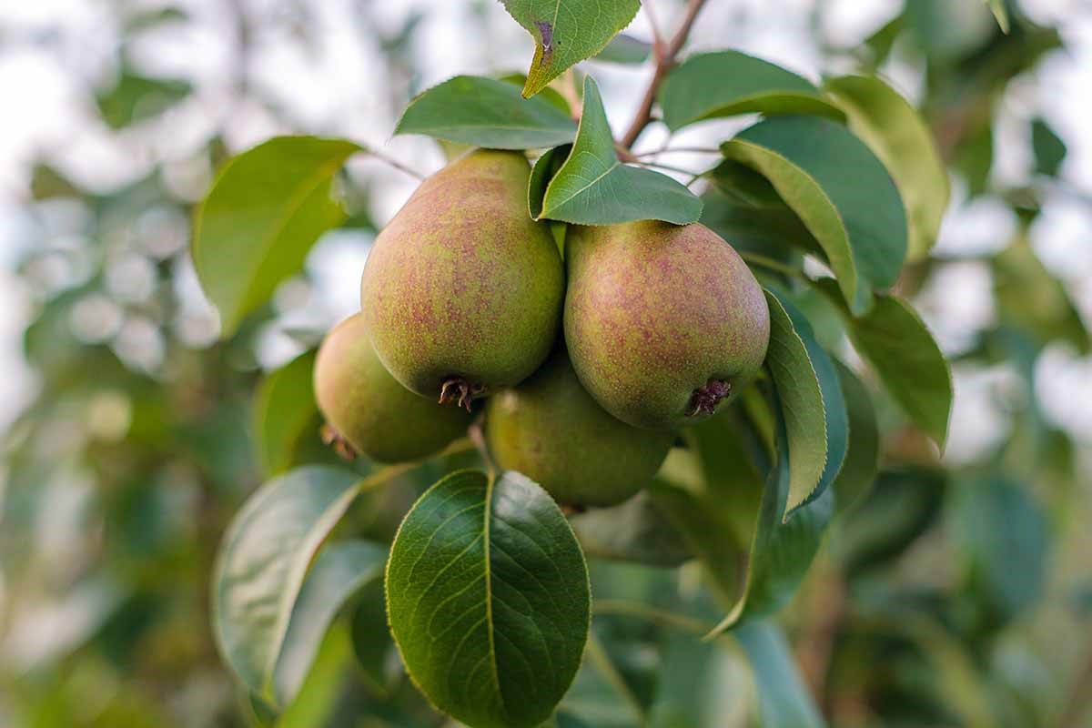 The right way to Establish and Deal with Pear Scab