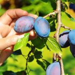 When and Easy methods to Fertilize Plum Bushes