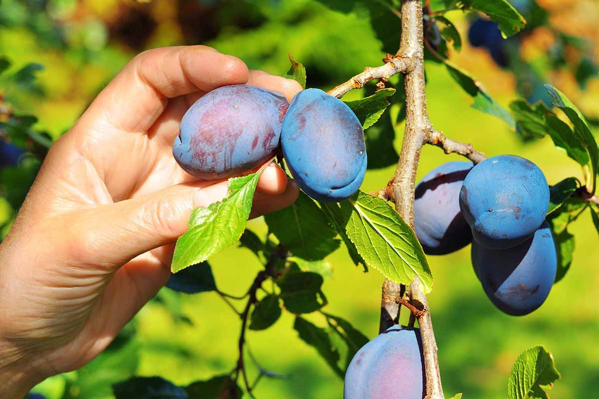 When and Easy methods to Fertilize Plum Bushes