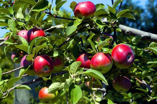 Suggestions for Rising ‘McIntosh’ Apples