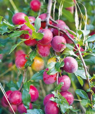 Victoria plums on tree