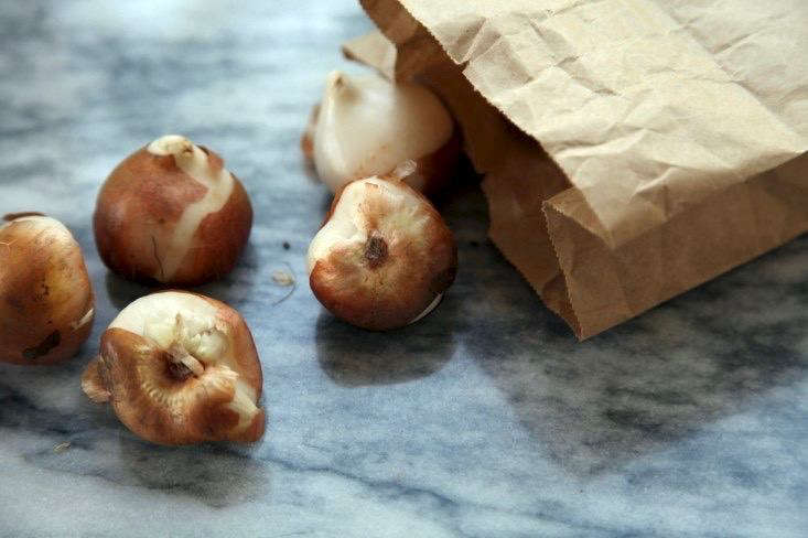 Tulip bulbs ready for the planting. Photograph by Meredith Swinehart.