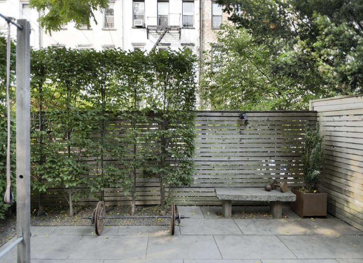A row of small hornbeam trees (Carpinus caroliniana) are pruned tightly to create a flat screen against a fence.