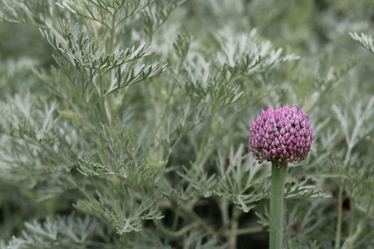 Paired with sturdy allium flowers (these happen to be leeks in flower), the silver filagree of Artemisia and lilac pompom both increase in visual impact.