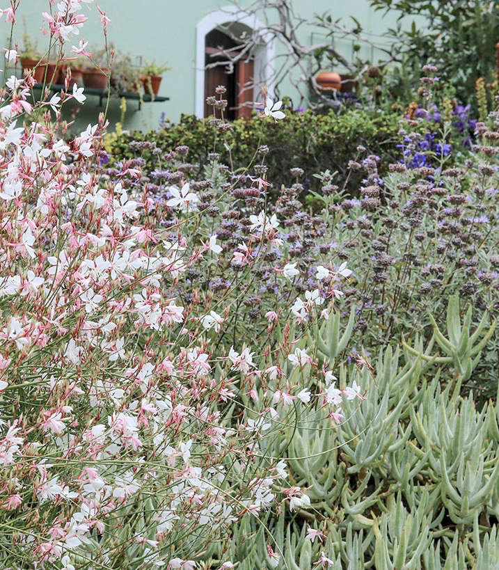 Frothy gaura is planted against backdrop of flesh-leafed Cotyledon orbiculata var. oblonga. The sturdy succulent-fingers provide a visual foundation for the airy stems of gaura.