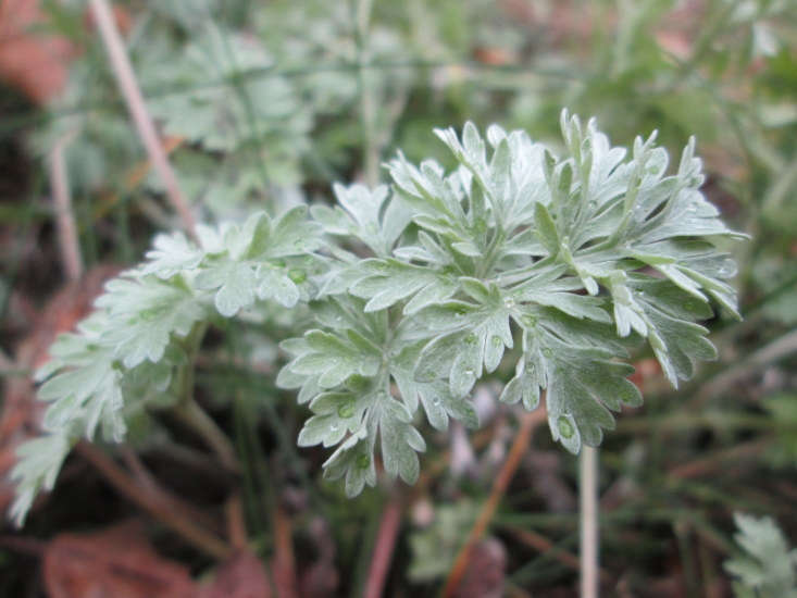 Artemisia absinthium likes full sun, and favors poor soil with excellent drainage. It is a good choice for low-water gardens and is hardy from USDA zones 4 to 9. Photograph by Andreas Rockstein via Flickr.