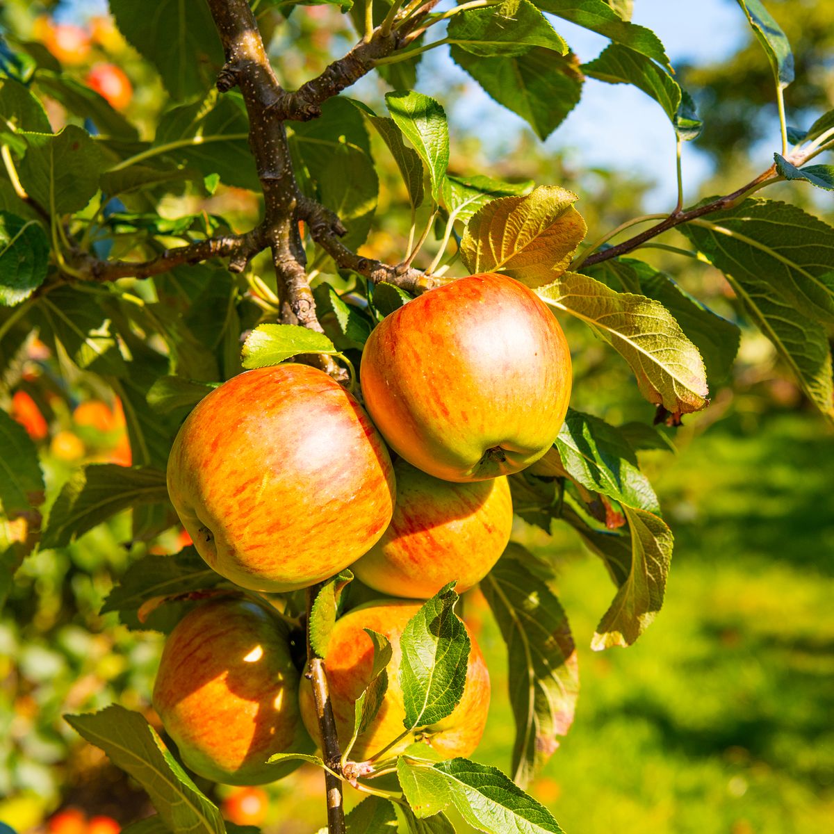 6 Fruit Tree Care Errors To Keep away from This Fall