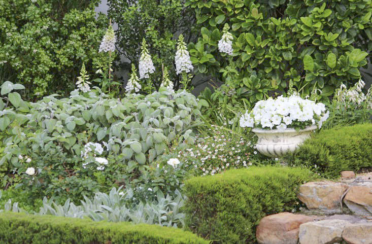 Quicksilver: 11 Crops for a Silvery Grey Backyard