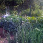 How To Develop An Natural Backyard