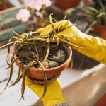 Suggestions For Figuring out & Treating Root Rot In Houseplants