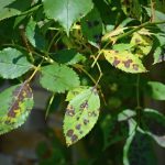 Leaf Spot Illness Identification, Prevention & Administration