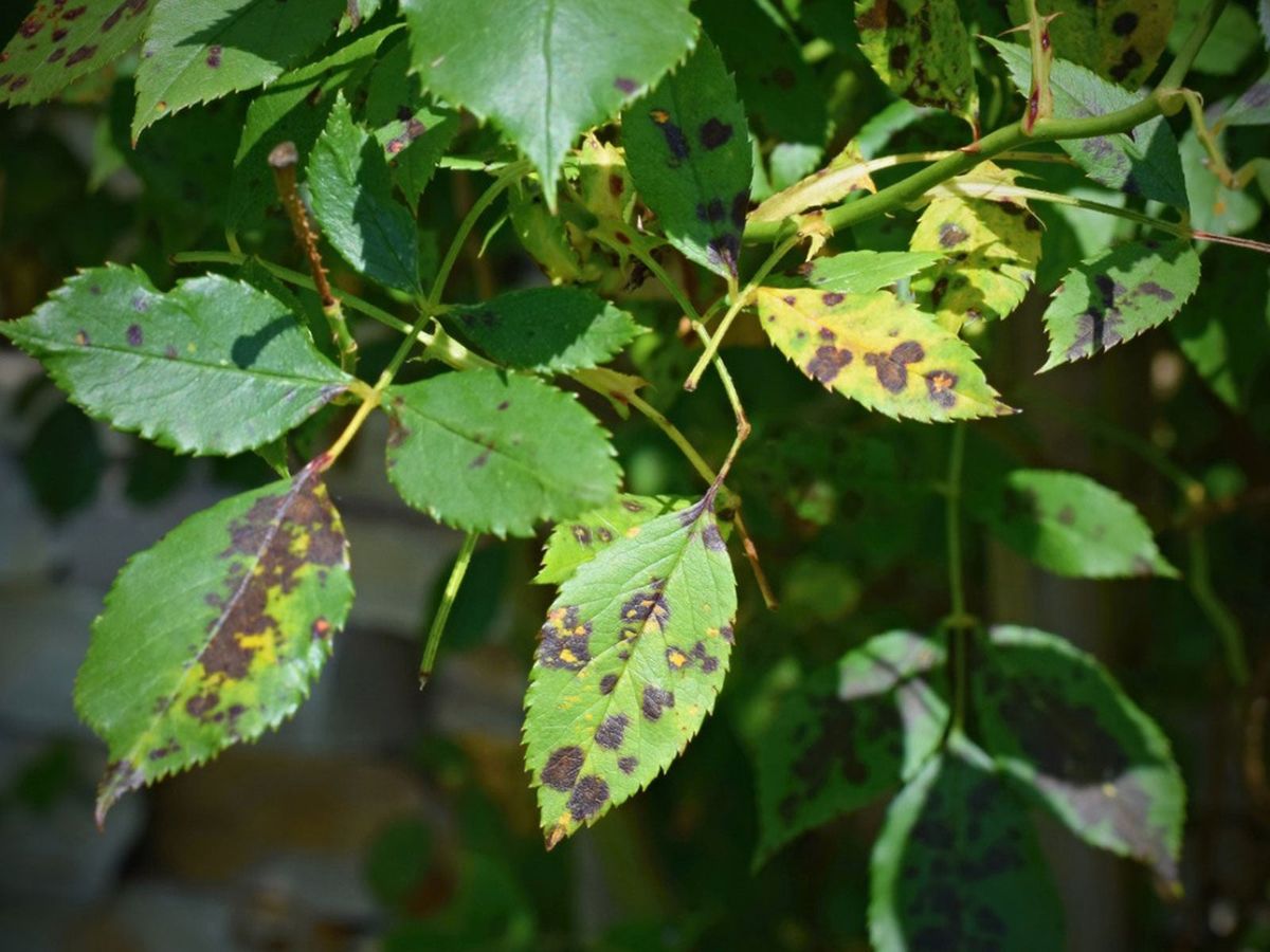 Leaf Spot Illness Identification, Prevention & Administration