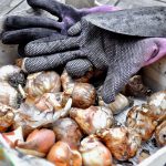 How and When to Plant Spring-Flowering Bulbs: A Newbie’s Information