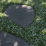 Hardscaping 101: Floor Covers to Plant Between Pavers