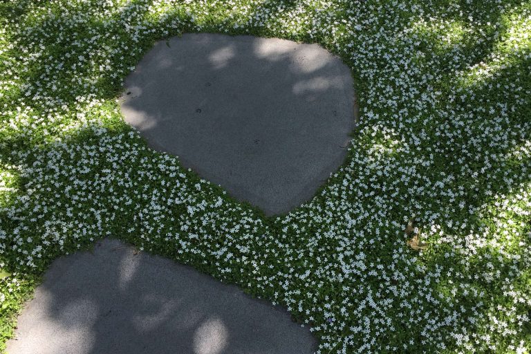 Hardscaping 101: Floor Covers to Plant Between Pavers