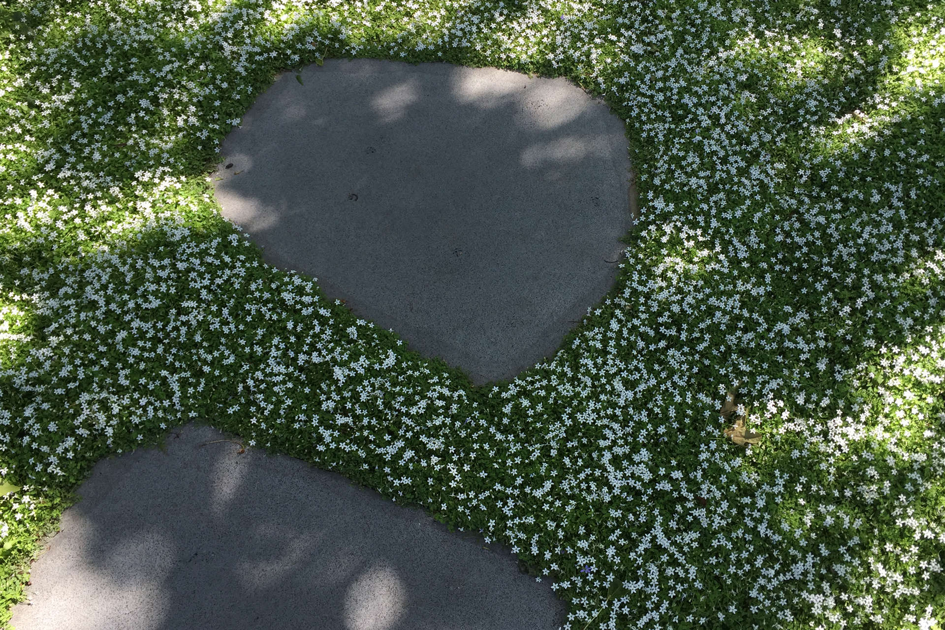 Hardscaping 101: Floor Covers to Plant Between Pavers