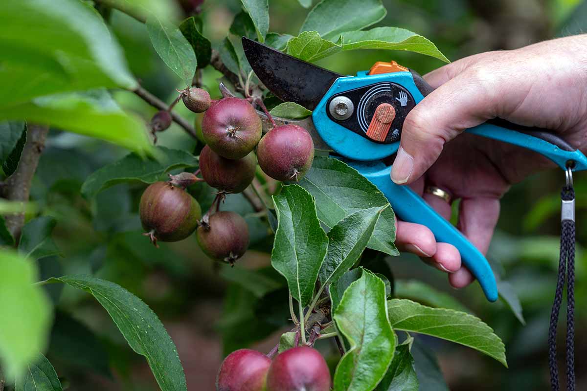 A close up horizontal image of a hand from the right of the frame using a pair of pruners to thin immature pommes from a branch, pictured on a soft focus background.