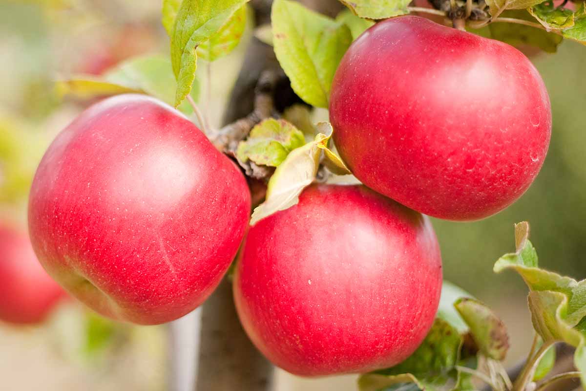 A close up horizontal image of bright red apples ready for harvest pictured on a soft focus background.