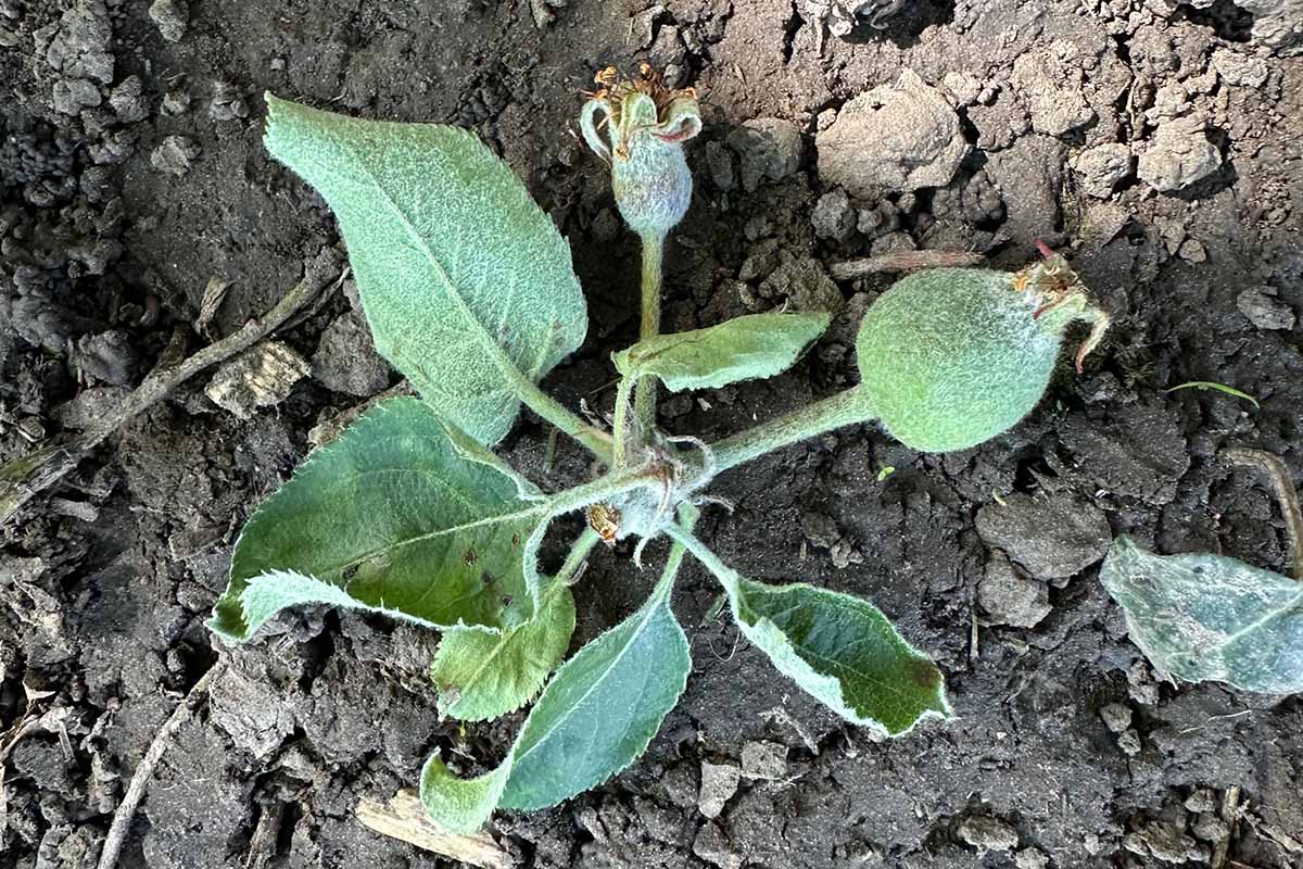 A close up horizontal image of tiny undeveloped apples dropped from the tree on the surface of the soil.