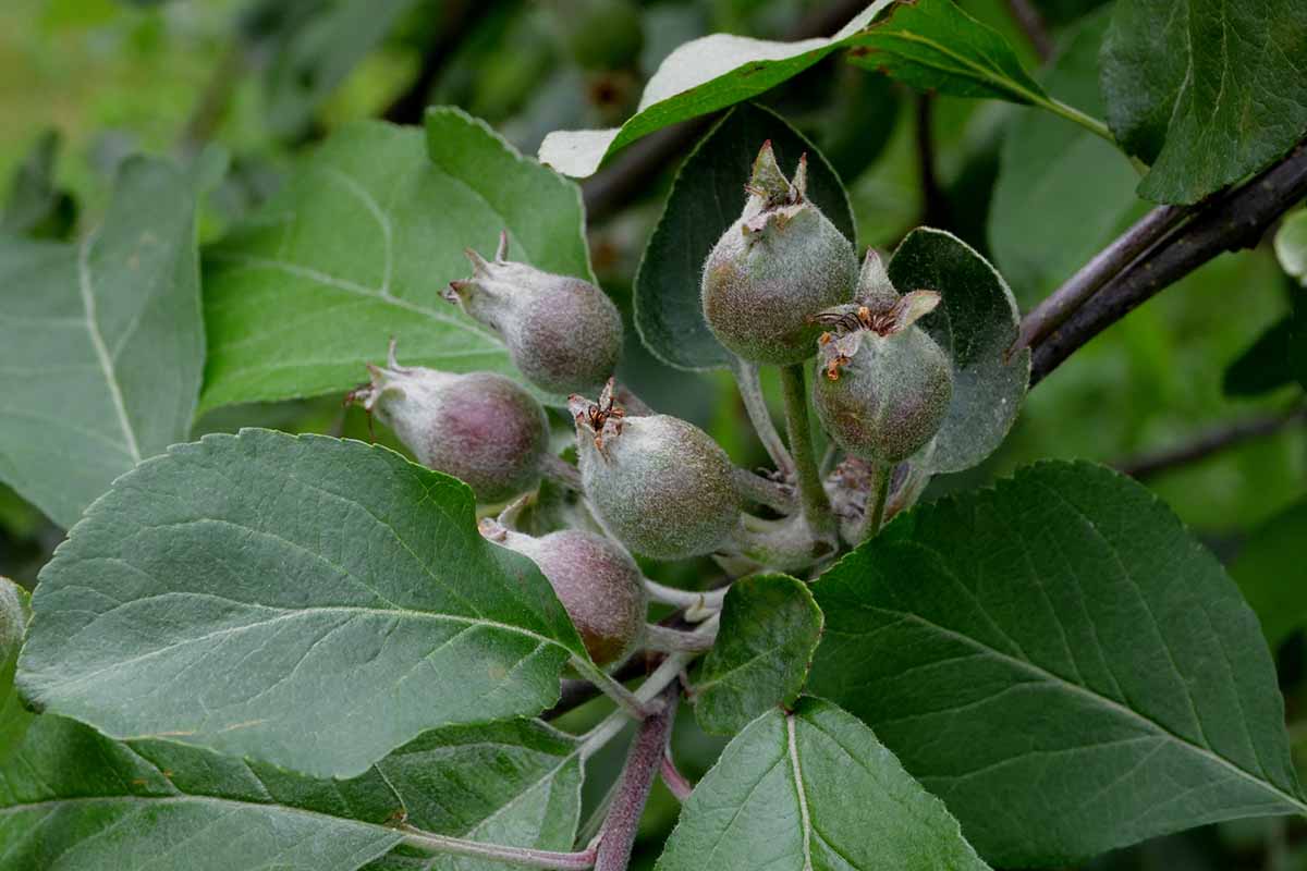 A close up horizontal image of tiny young apple pommes on the branch in spring.