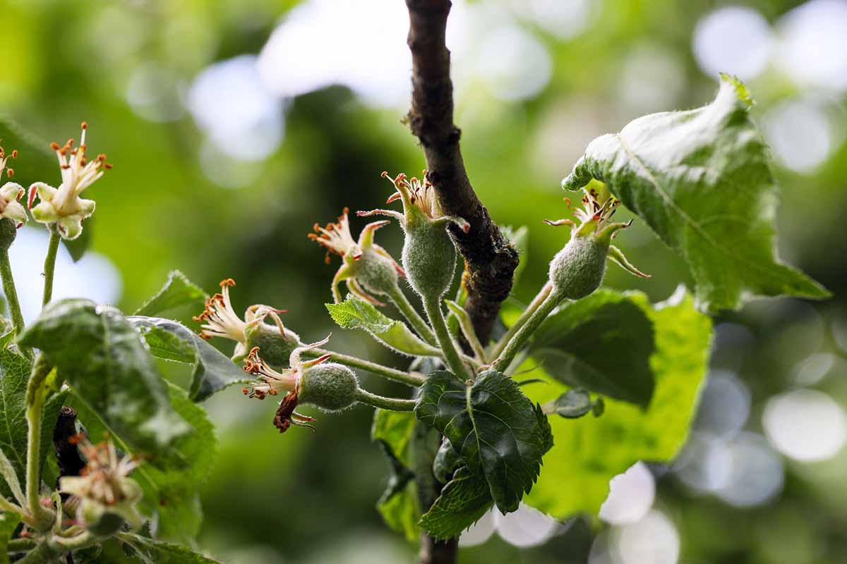 A close up horizontal image of tiny developing fruits that are overcrowded pictured on a soft focus background.