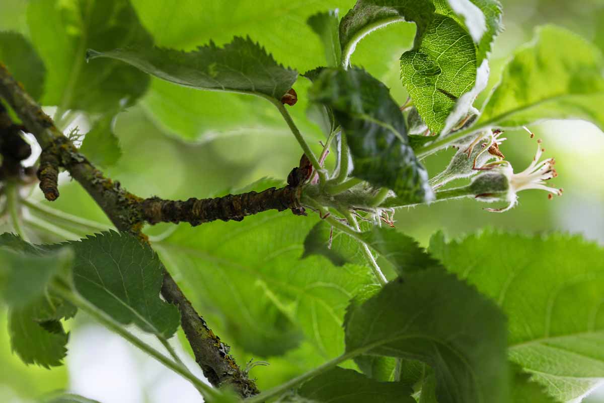 A close up horizontal image of developing fruits on a spur-bearing apple tree.