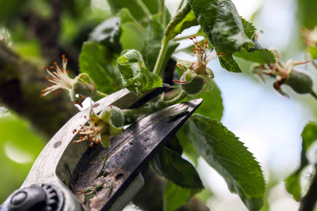 A close up horizontal image of a pair of pruners thinning small apples from a spur-bearing tree.