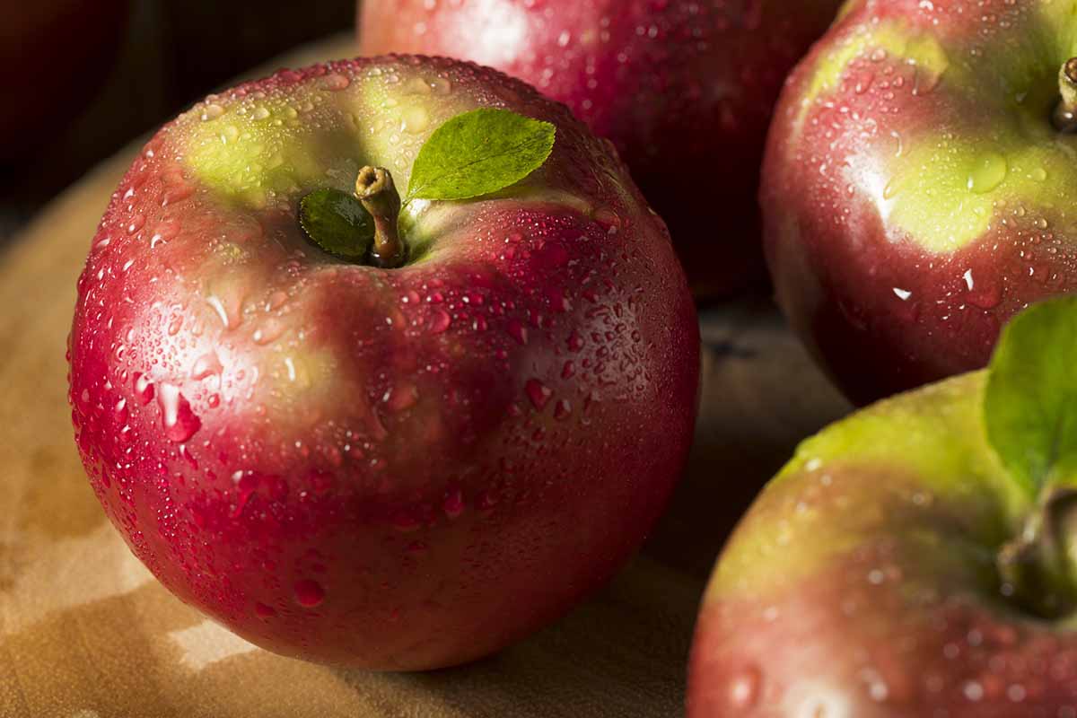 A close up horizontal image of freshly harvested 'McIntosh' apples covered in droplets of water.