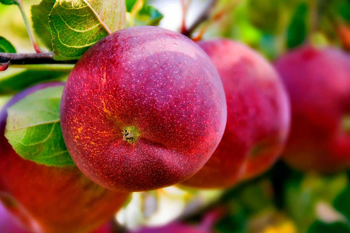 A close up horizontal image of deep red McIntosh apples growing on the branch, ready for harvest, pictured on a soft focus background.
