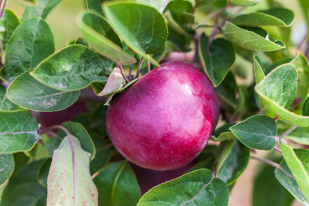 A close up horizontal image of a single red fruit on the tree, ready for harvest.
