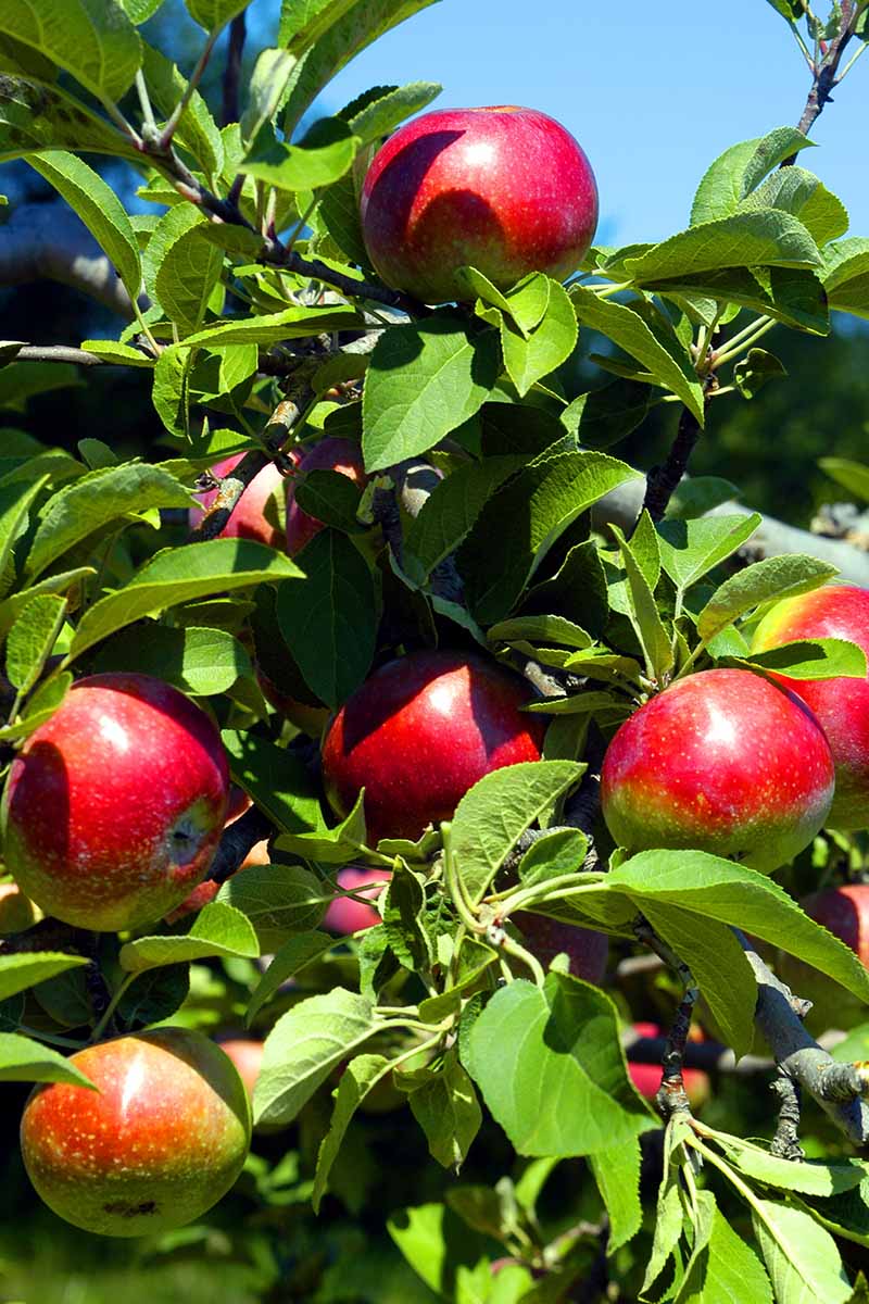 A close up vertical image of bright red, ready to harvest 'McIntosh' fruits growing in bright sunshine on a soft focus background.