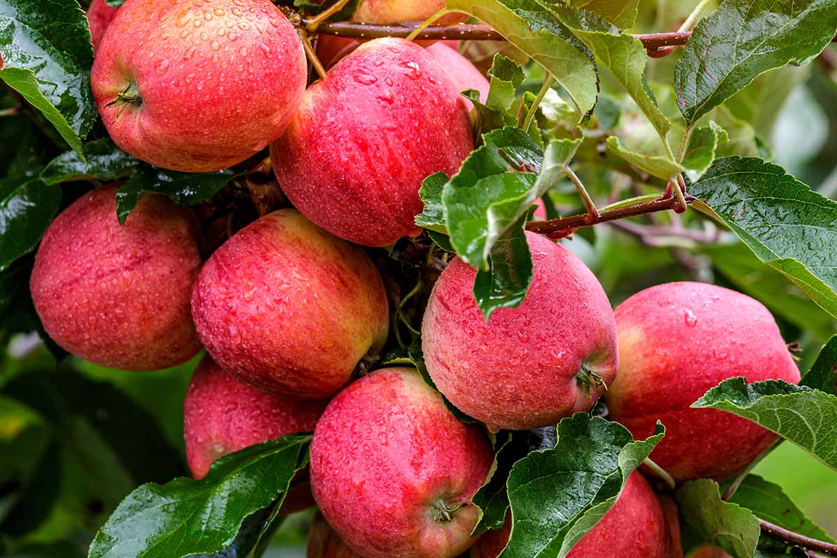 A close up horizontal image of a cluster of ripe apples growing on the branch with droplets of water on the surface of the fruits.