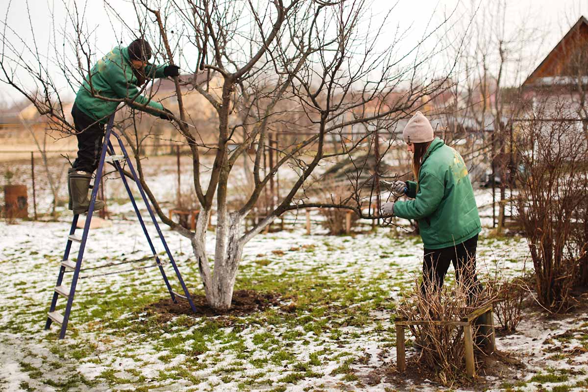A horizontal image of two clueless gardeners in the garden during winter trying to figure out how to prune an apple.