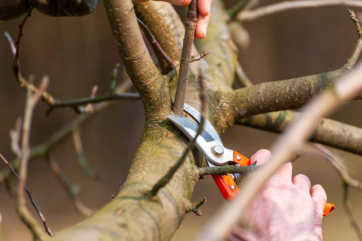 A close up horizontal image of a gardener using a pair of pruners to remove a branch from an apple that has a "tight crotch."