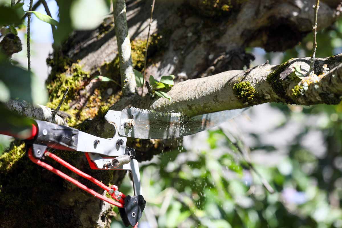 A close up horizontal image of a saw cutting from the underside of a branch upwards.