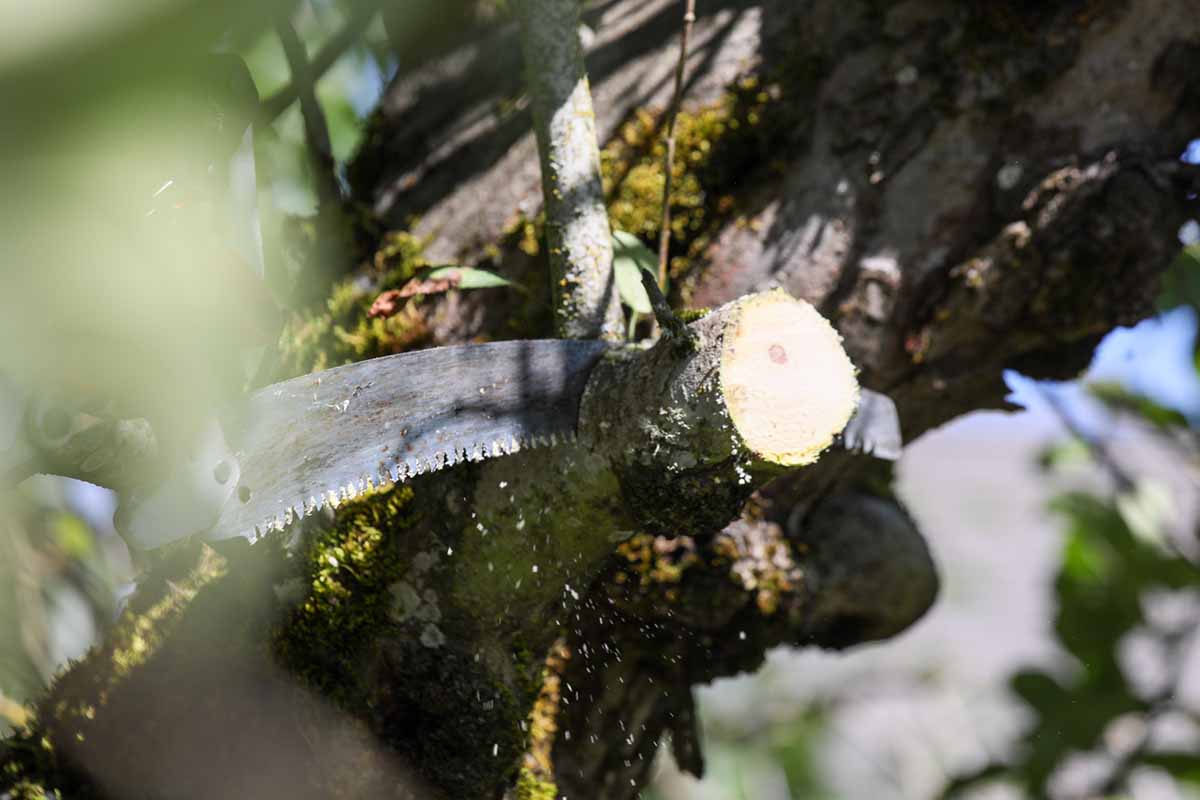 A close up horizontal image of a pruning cut being made to an apple tree branch.