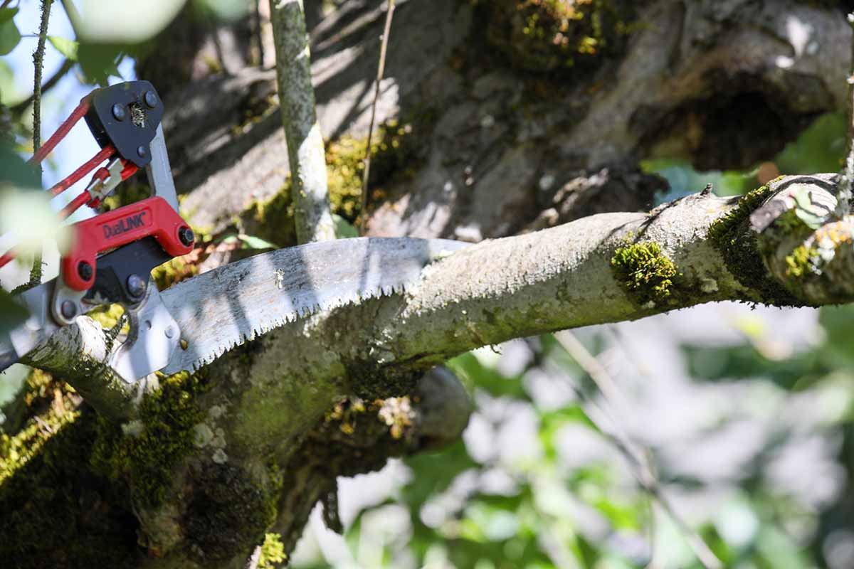 A close up horizontal image of a saw cutting through a branch from the top down.