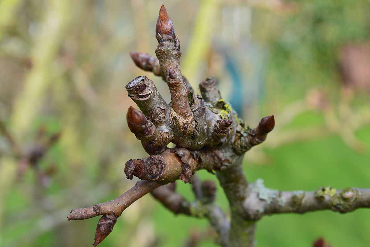 A close up horizontal image of spurs on the branch of an apple pictured on a soft focus background.