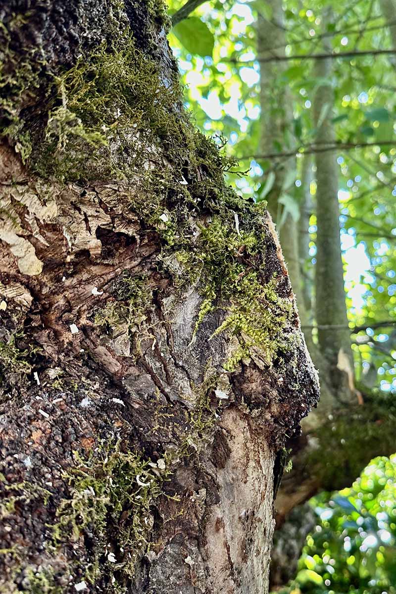 A close up vertical image showing the branch collar on an apple tree.