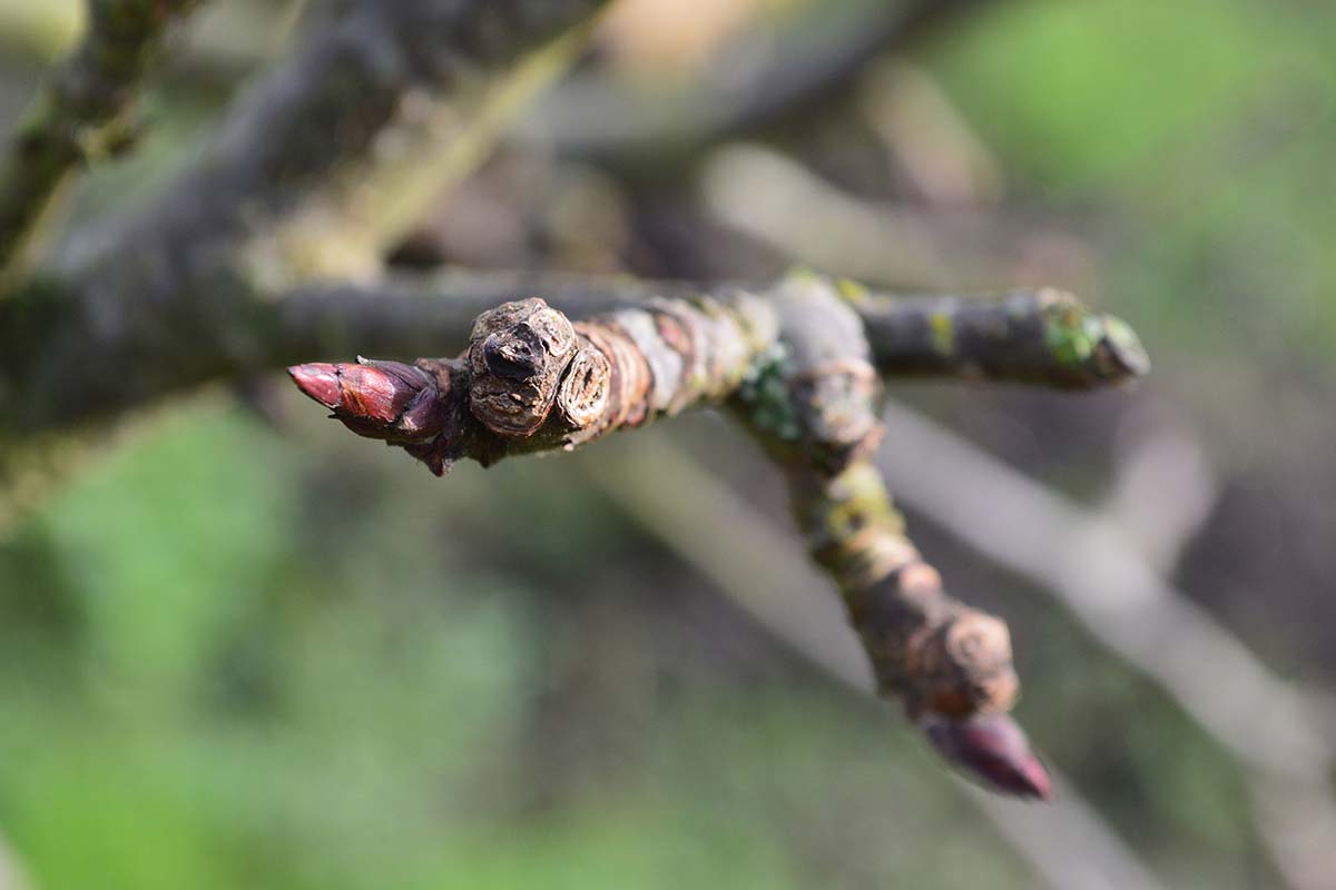 A close up horizontal image of the branches of an apple tree that have been pruned, pictured on a soft focus background.