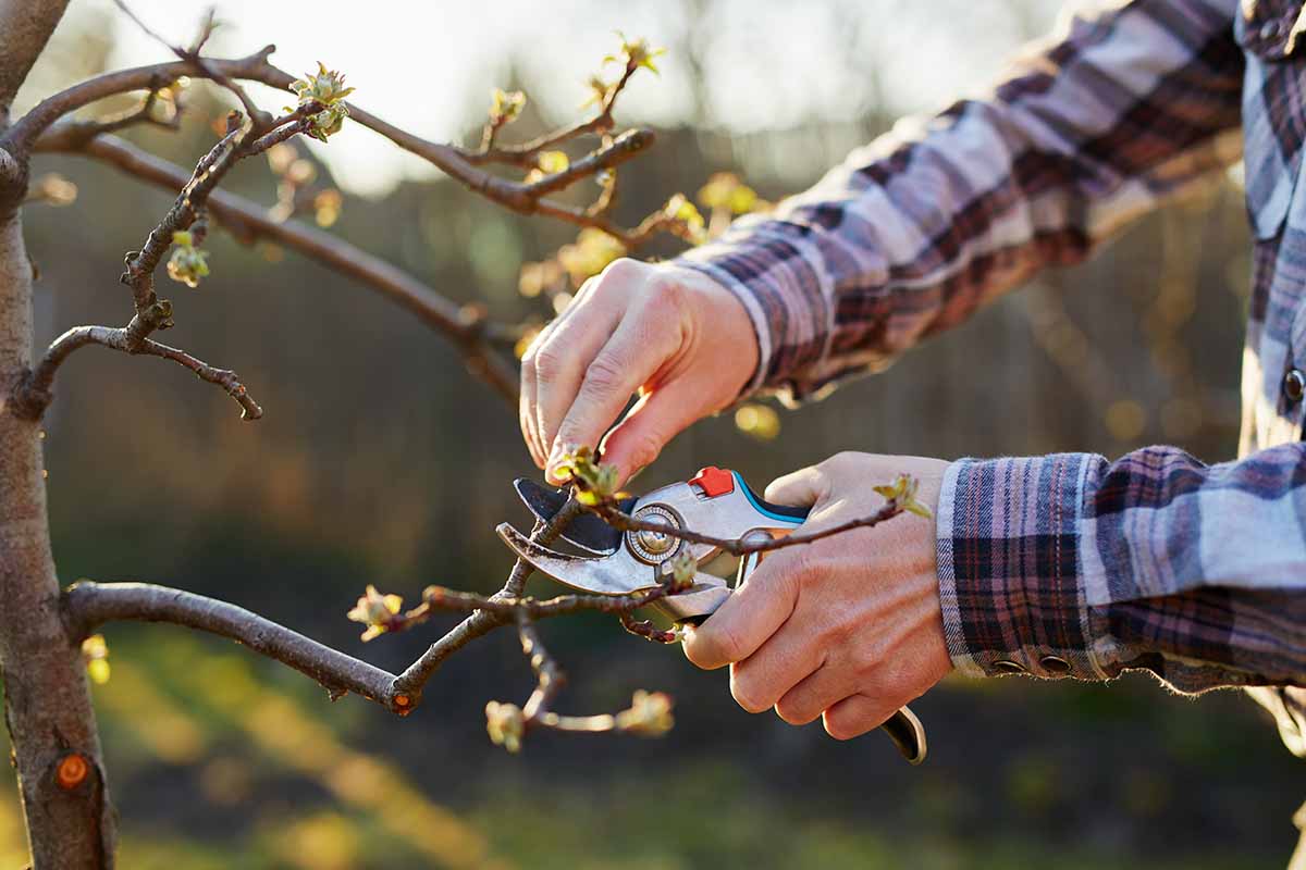 A close up horizontal image of a gardener pruning an apple pictured in light sunshine on a soft focus background.