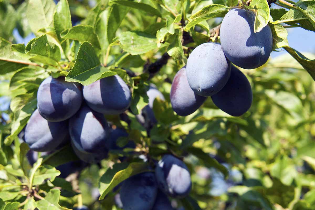 A close up horizontal image of purple, ripe plums growing on the plant pictured in bright sunshine on a soft focus background.