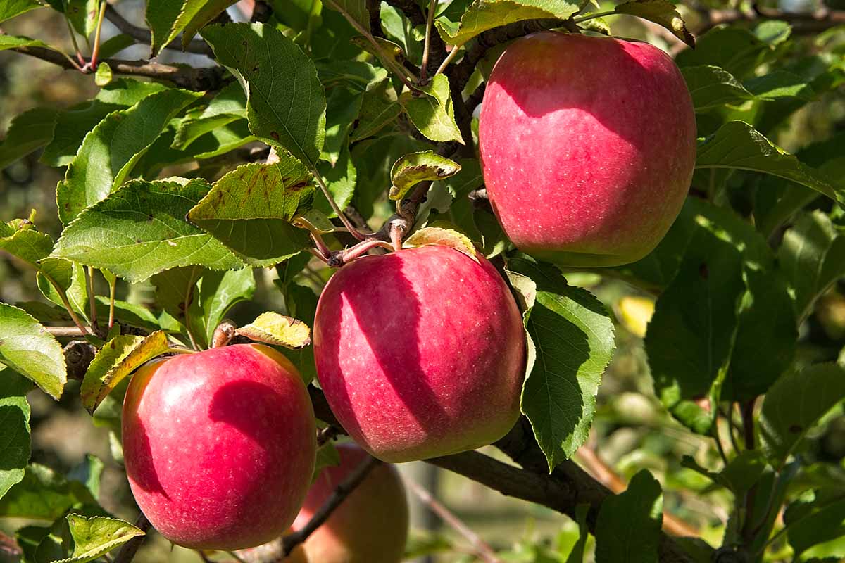 A close up horizontal image of three ripe Pink Lady apples ripe and ready to harvest pictured in bright sunshine.