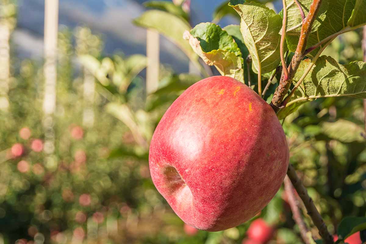 A close up horizontal image of a single Pink Lady apple growing on the tree pictured in bright sunshine on a soft focus background.