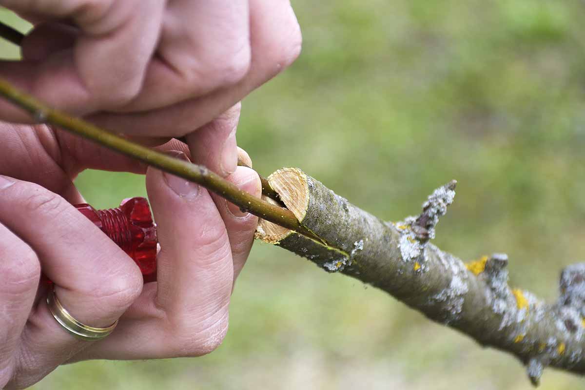 A close up horizontal image of a hand from the left of the frame attaching a scion onto a rootstock, pictured on a green background.